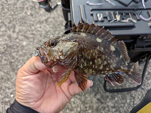 アラカブの釣果