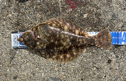 カレイの釣果