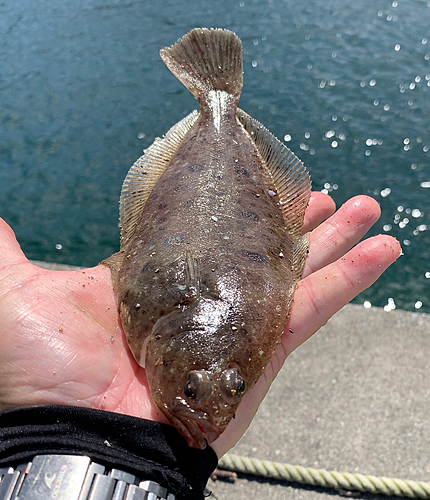 カレイの釣果