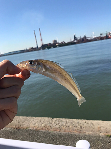 シロギスの釣果