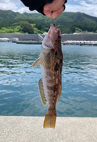 アイナメの釣果