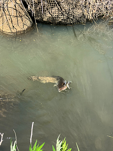 ナマズの釣果