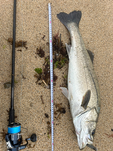 スズキの釣果