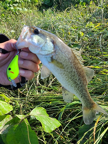 ラージマウスバスの釣果