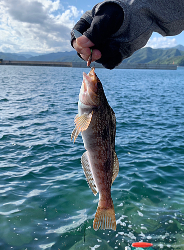 アイナメの釣果