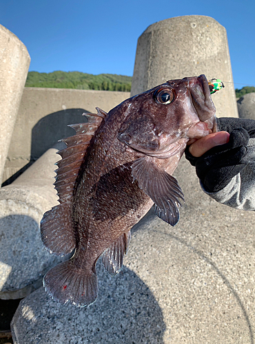 マゾイの釣果