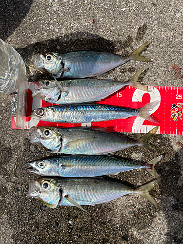 イワシの釣果