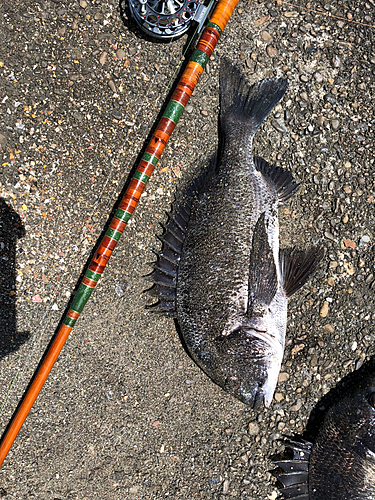 クロダイの釣果