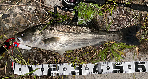 シーバスの釣果