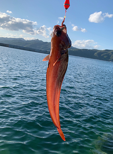 ドンコの釣果