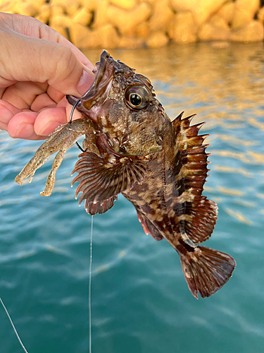 カサゴの釣果