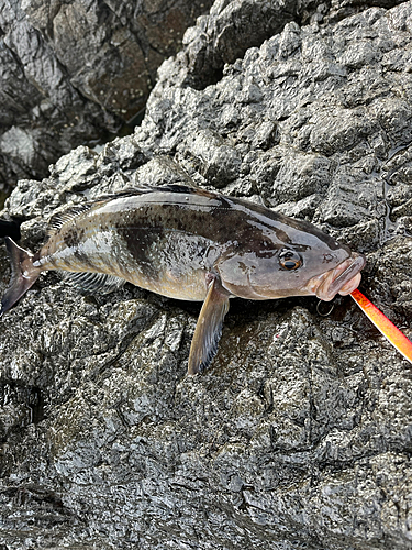 ホッケの釣果