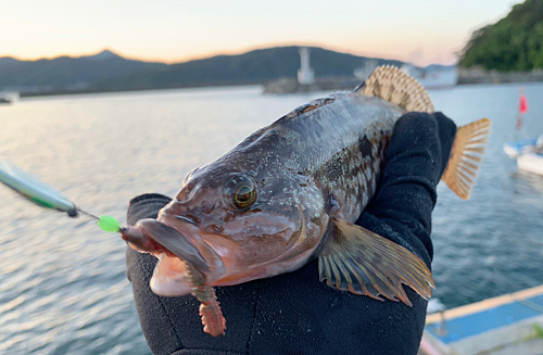 アイナメの釣果