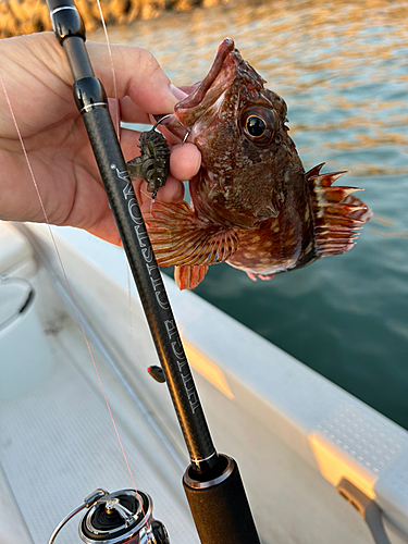 カサゴの釣果