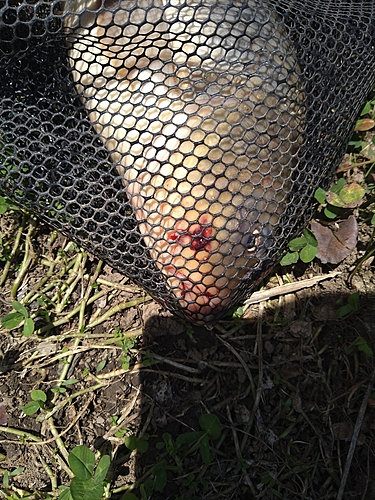 コイの釣果