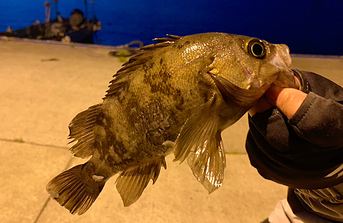 メバルの釣果