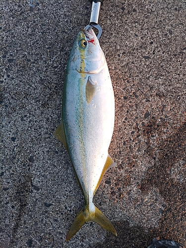 イナダの釣果