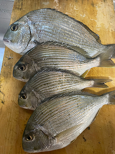 ヘダイの釣果