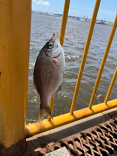 ウミタナゴの釣果