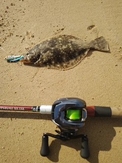 ヒラメの釣果