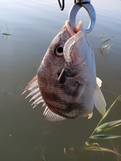 キビレの釣果