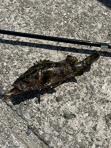 タケノコメバルの釣果