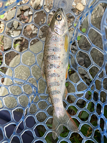 アマゴの釣果