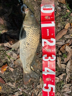 コイの釣果