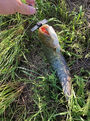 ニホンナマズの釣果