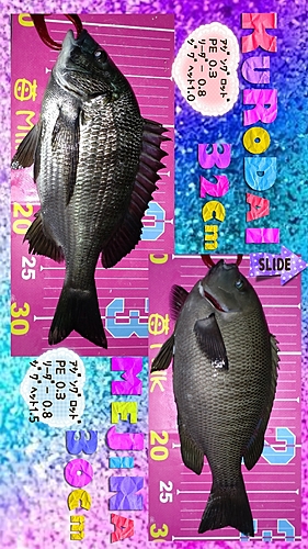 クロダイの釣果