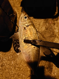 マアジの釣果