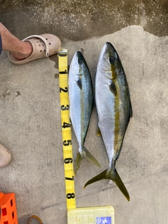 ヒラマサの釣果