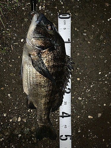 クロダイの釣果