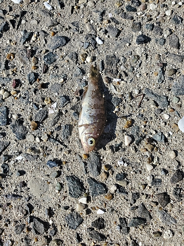 タケノコメバルの釣果