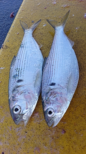 コノシロの釣果