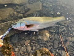 スズキの釣果