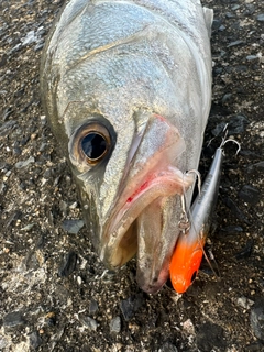 スズキの釣果