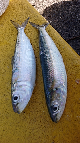 カタボシイワシの釣果