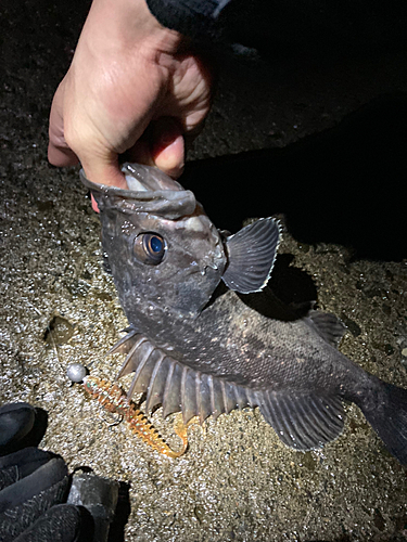 クロソイの釣果