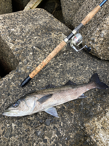 スズキの釣果