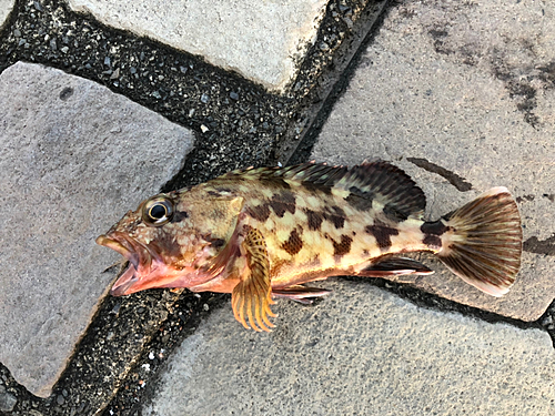 カサゴの釣果