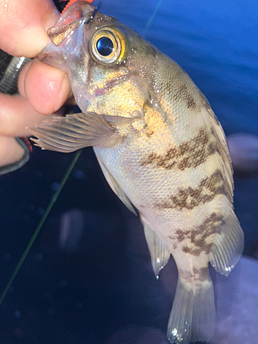 シロメバルの釣果