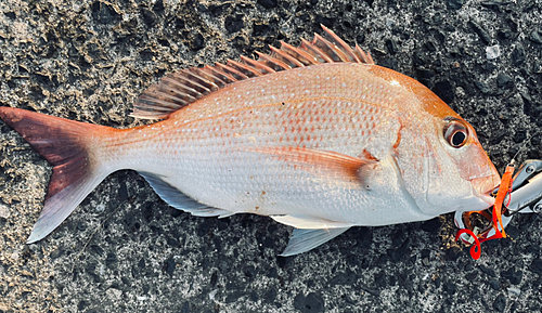 タイの釣果