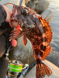 カサゴの釣果