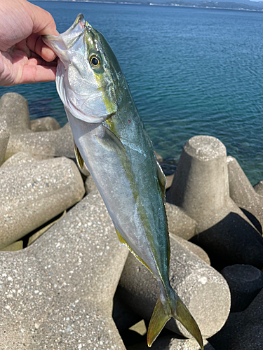 フクラギの釣果