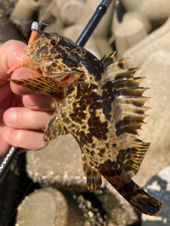 タケノコメバルの釣果