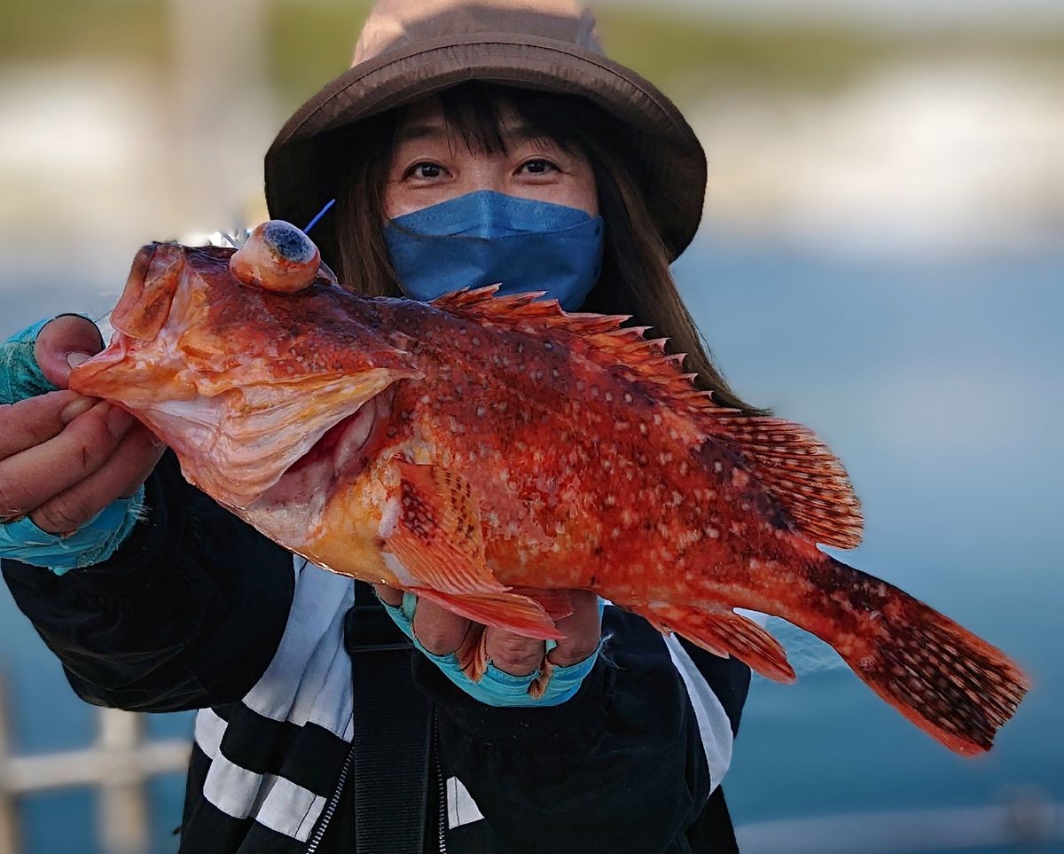 ヒラメ。ママさんの釣果 1枚目の画像