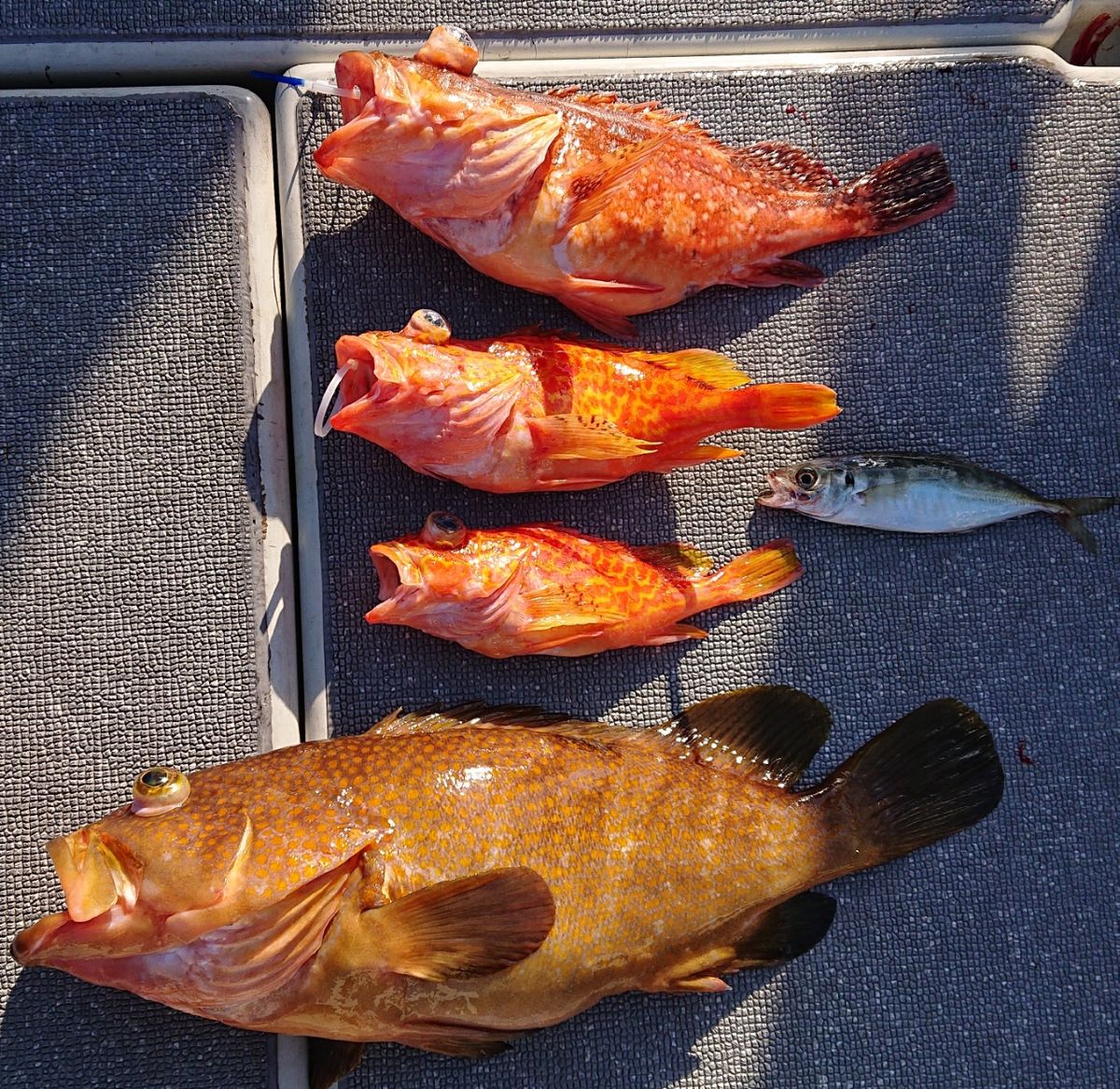 ヒラメ。ママさんの釣果 3枚目の画像