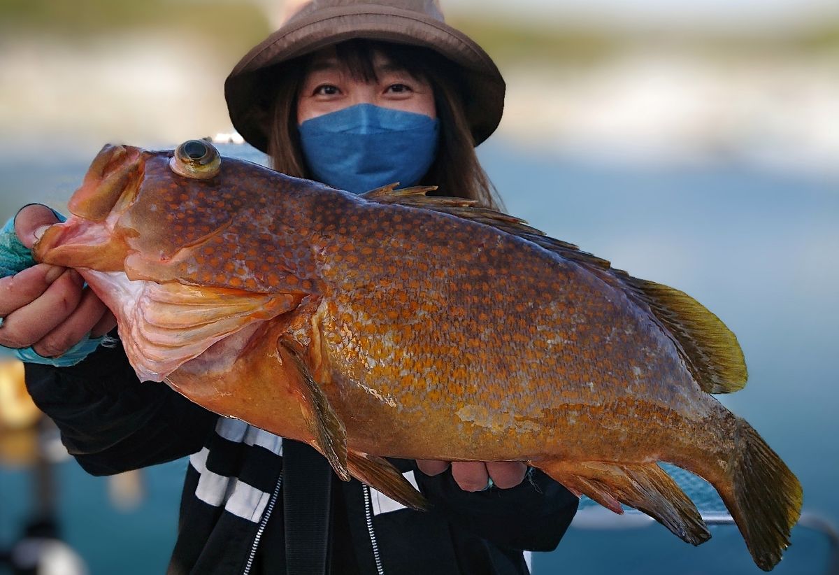 ヒラメ。ママさんの釣果 1枚目の画像