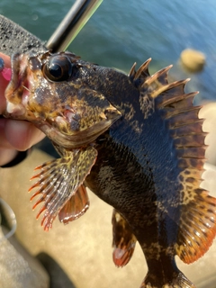 ムラソイの釣果